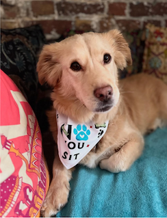 Dog wearing a personalised bandana collar
